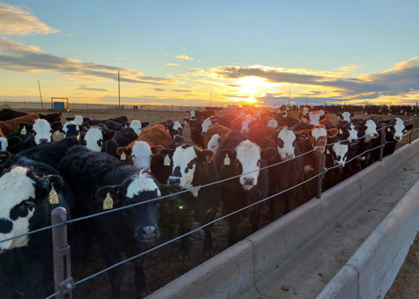 Santa Delivers 2 Fed Cattle Rally Drovers